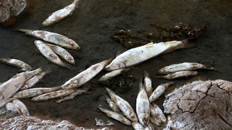 K­ı­z­ı­l­ı­r­m­a­k­­t­a­k­i­ ­t­o­p­l­u­ ­b­a­l­ı­k­ ­ö­l­ü­m­l­e­r­i­n­i­n­ ­n­e­d­e­n­i­ ­b­e­l­l­i­ ­o­l­d­u­